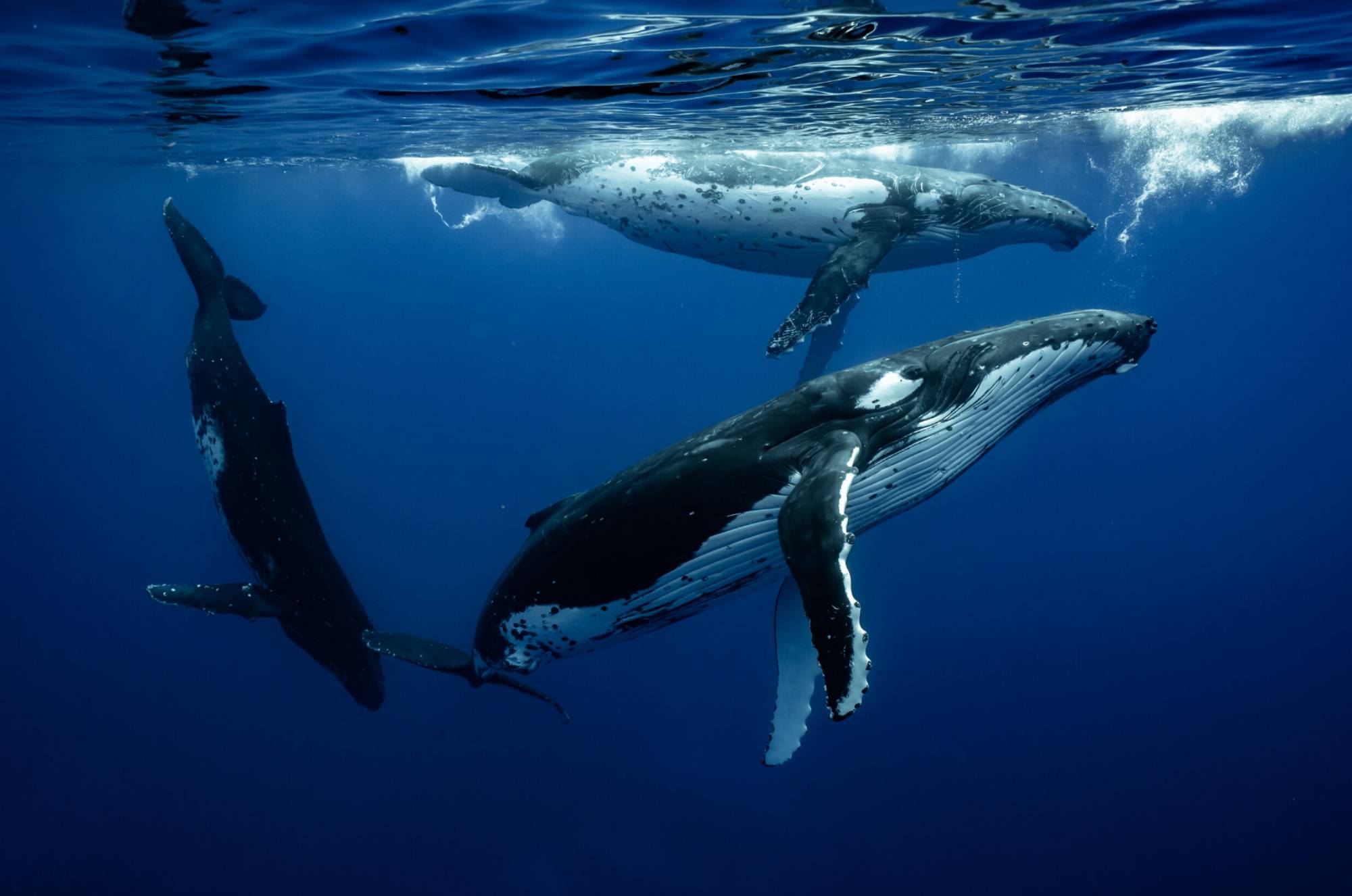 3 mâles adultes baleines à bosse