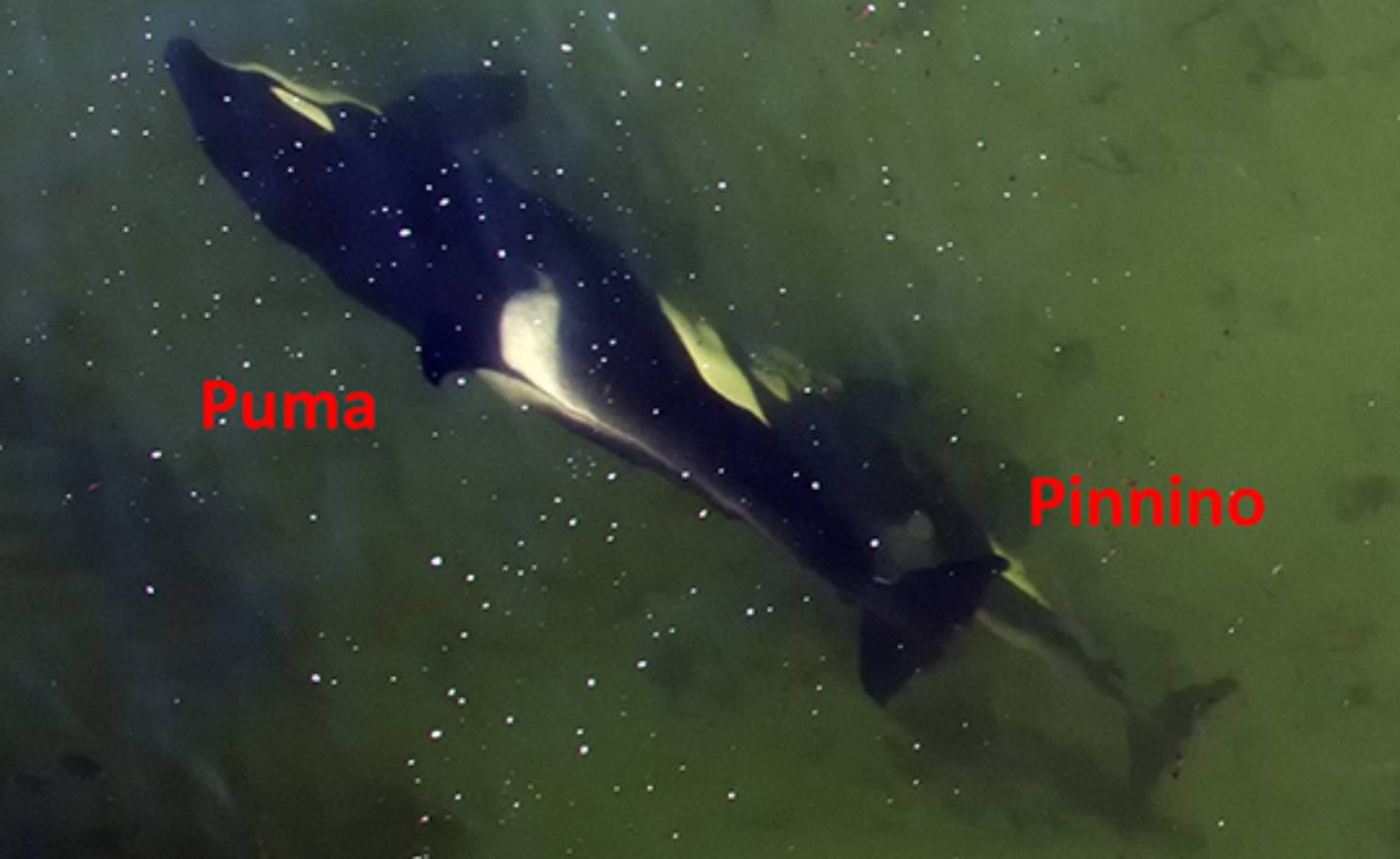 Allaitement orque Pinnino dans les îles Malouines