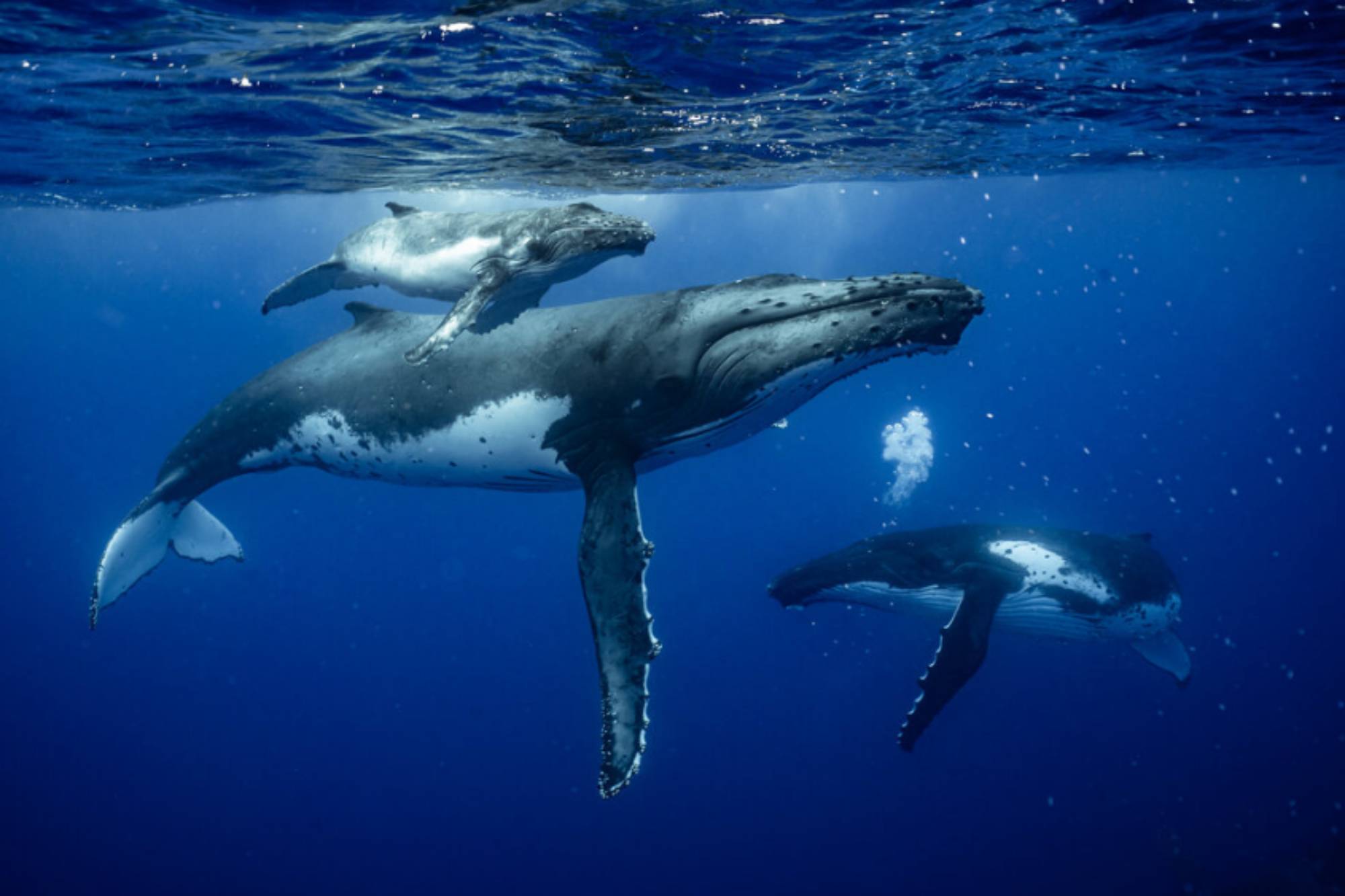 Baleine à bosse soufflant des bulles