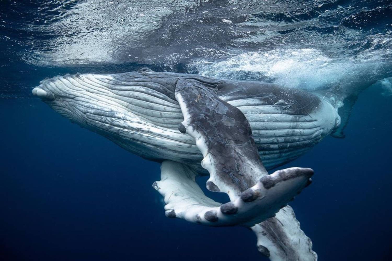 Baleine à bosse whale pump