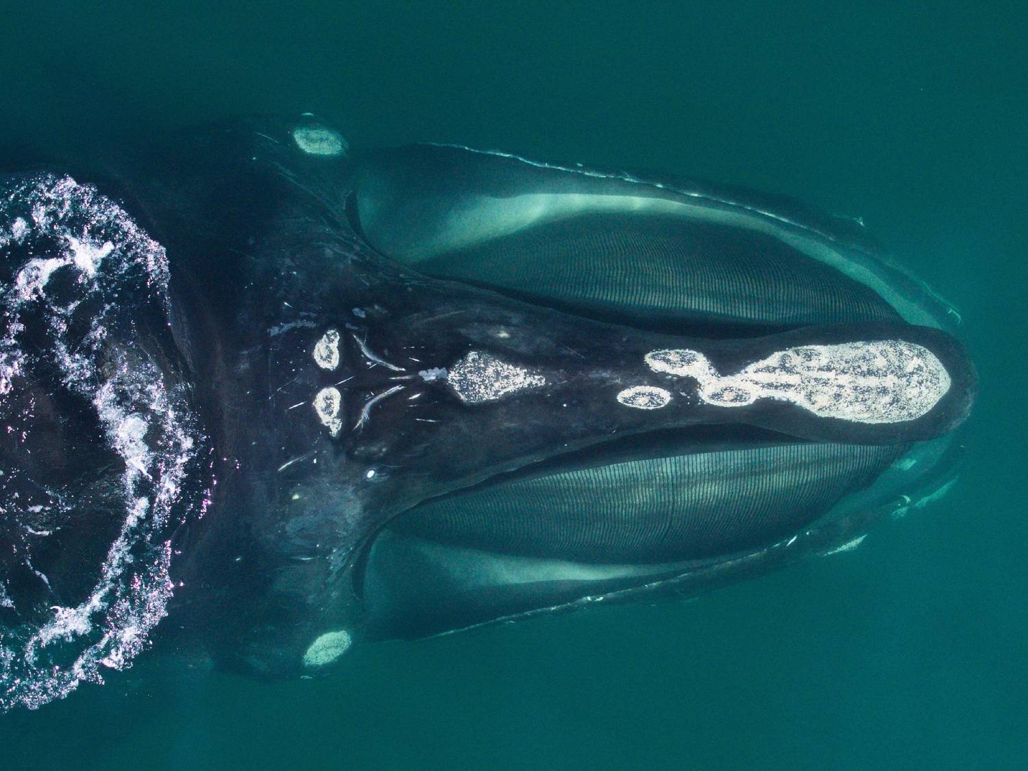 Baleine franche boréale vue de haut