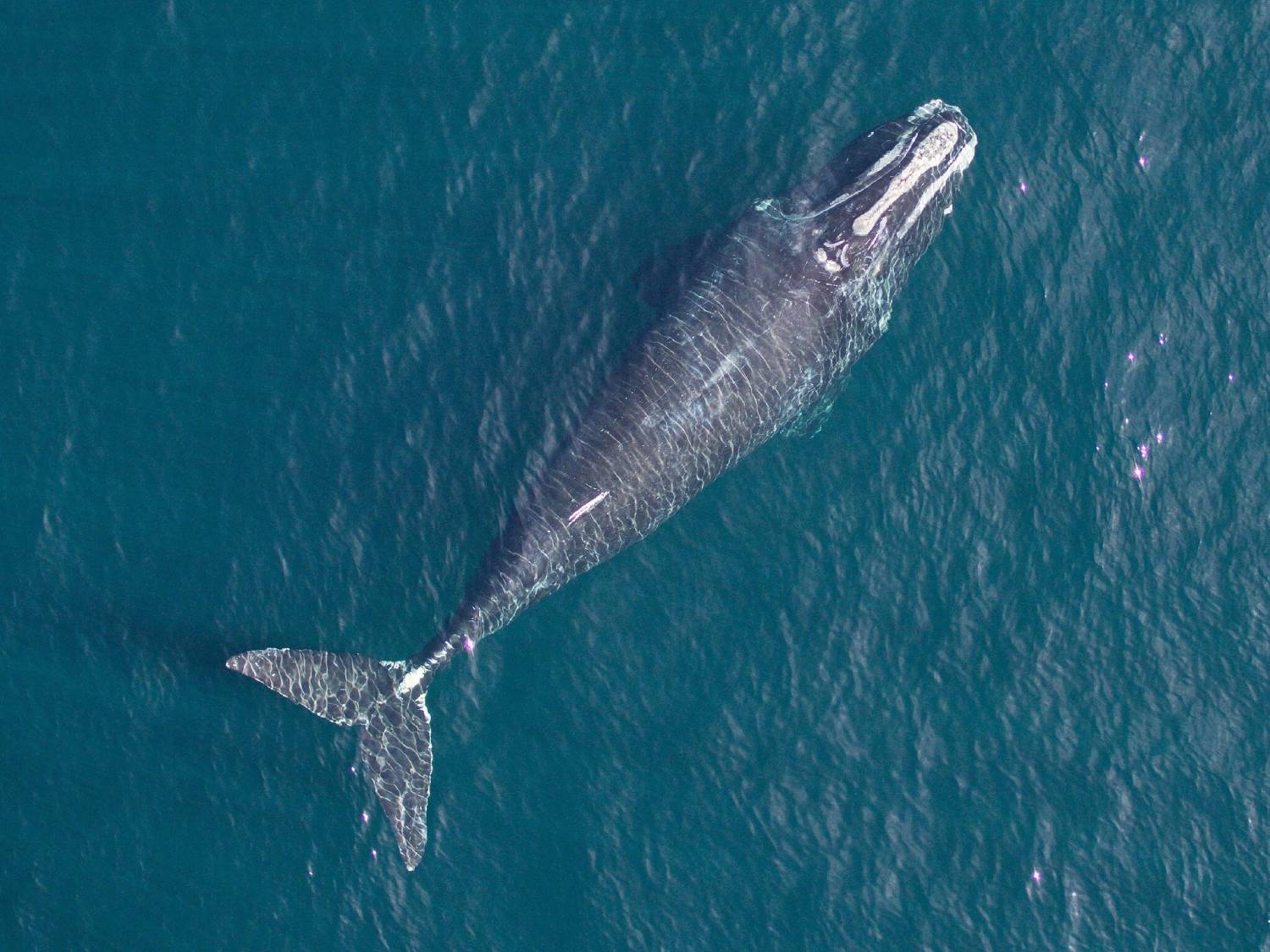 Baleine franche boréale vue du ciel