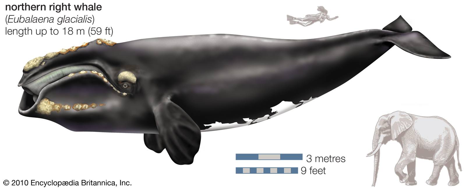 Dessin de baleine franche