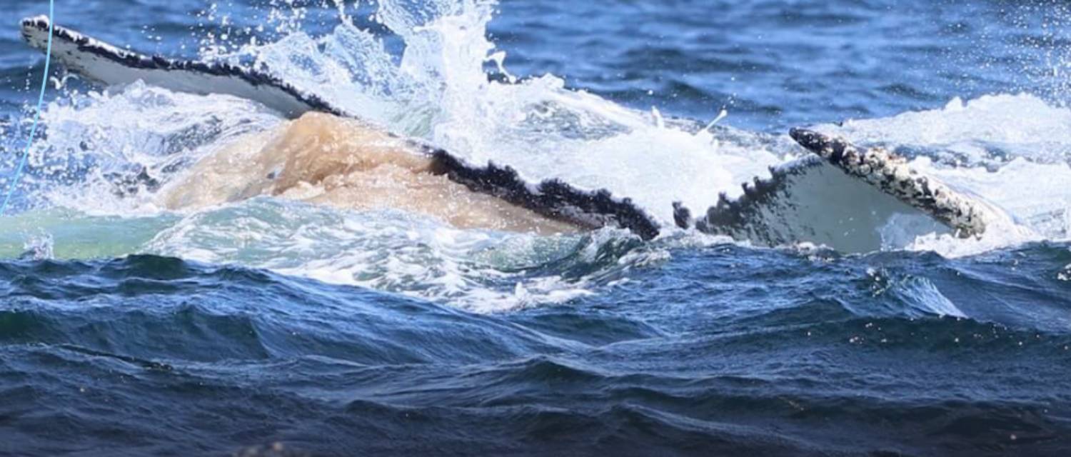 Caca baleine à bosse issu du krill