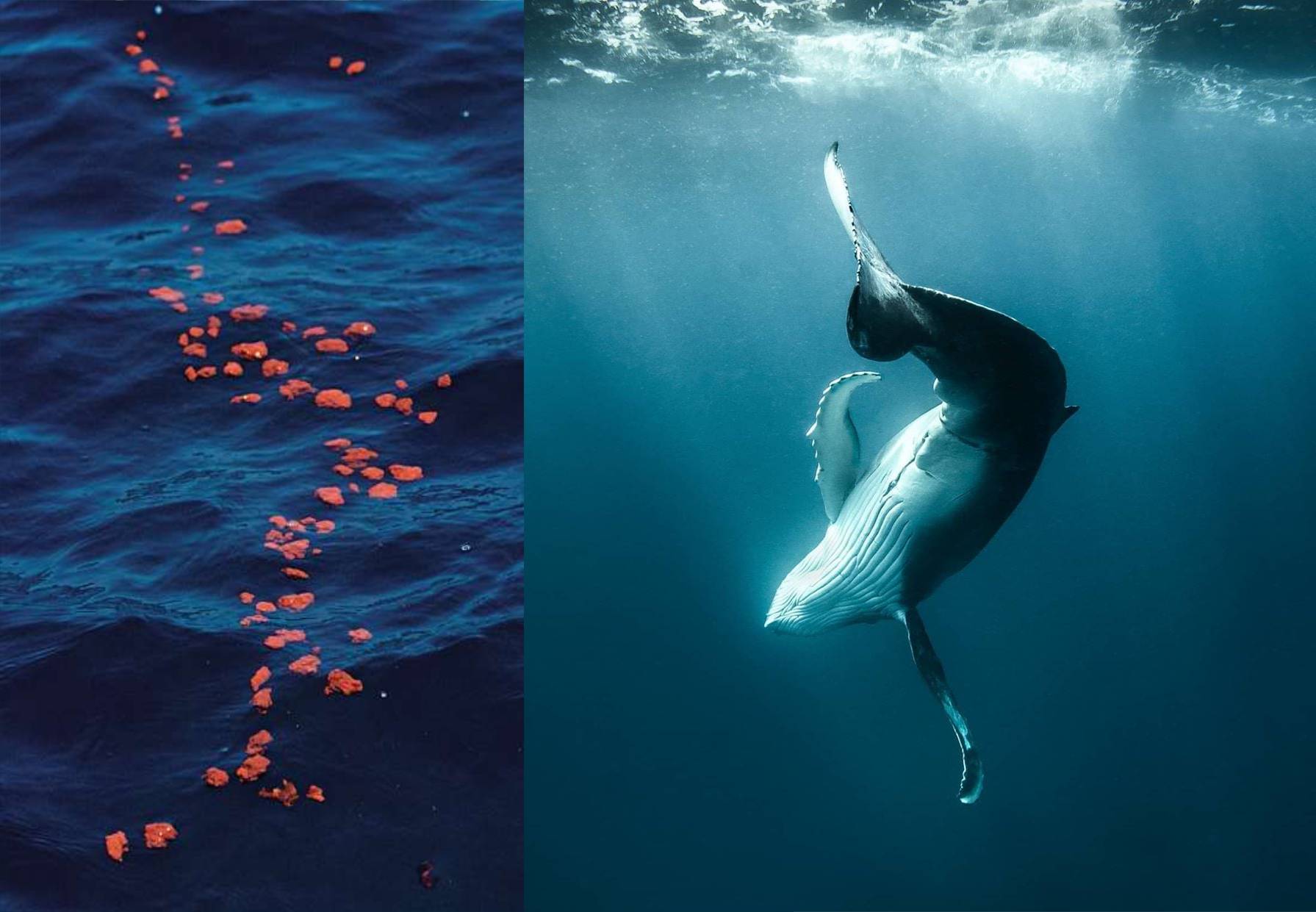 Caca De Baleine : Une Aubaine Pour L’écologie De La Planète !