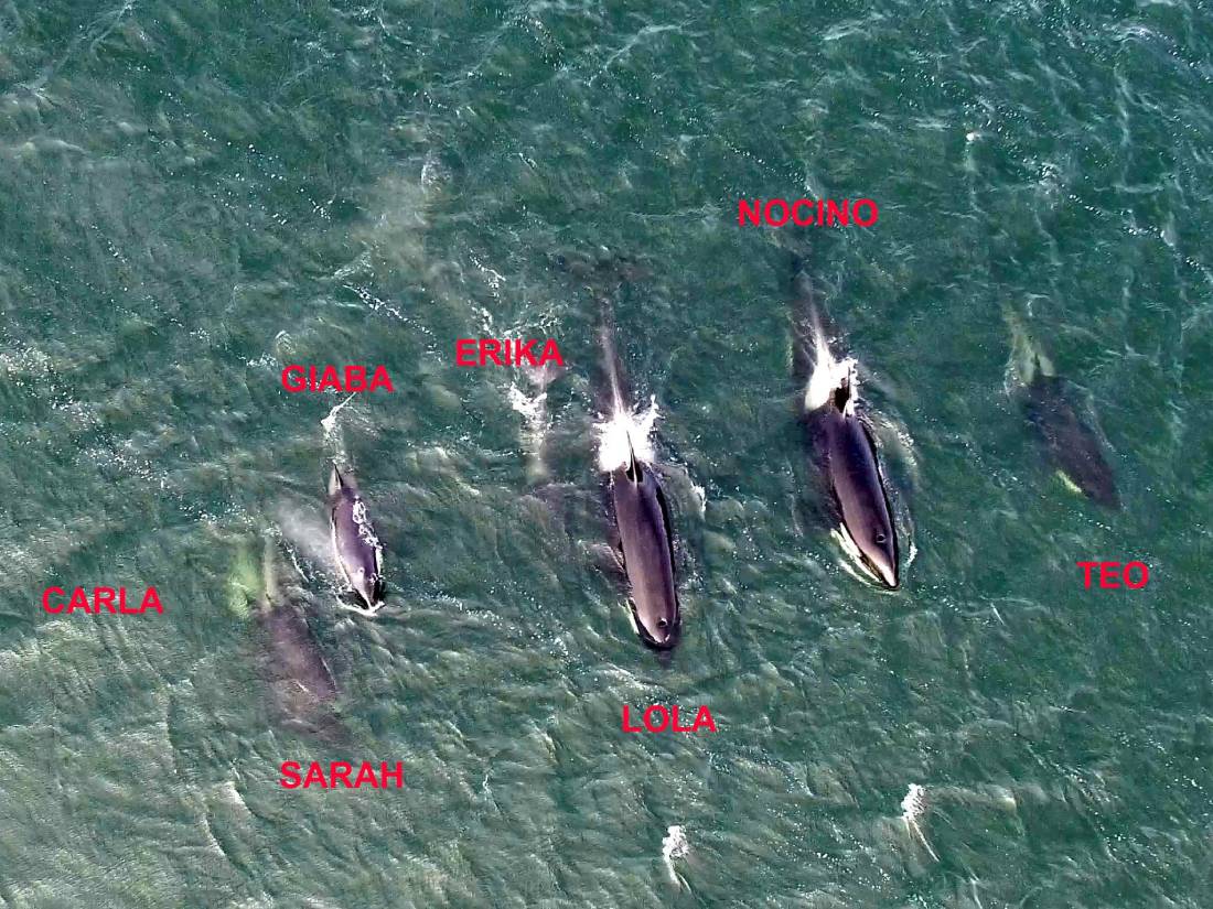Drone orques îles Malouines