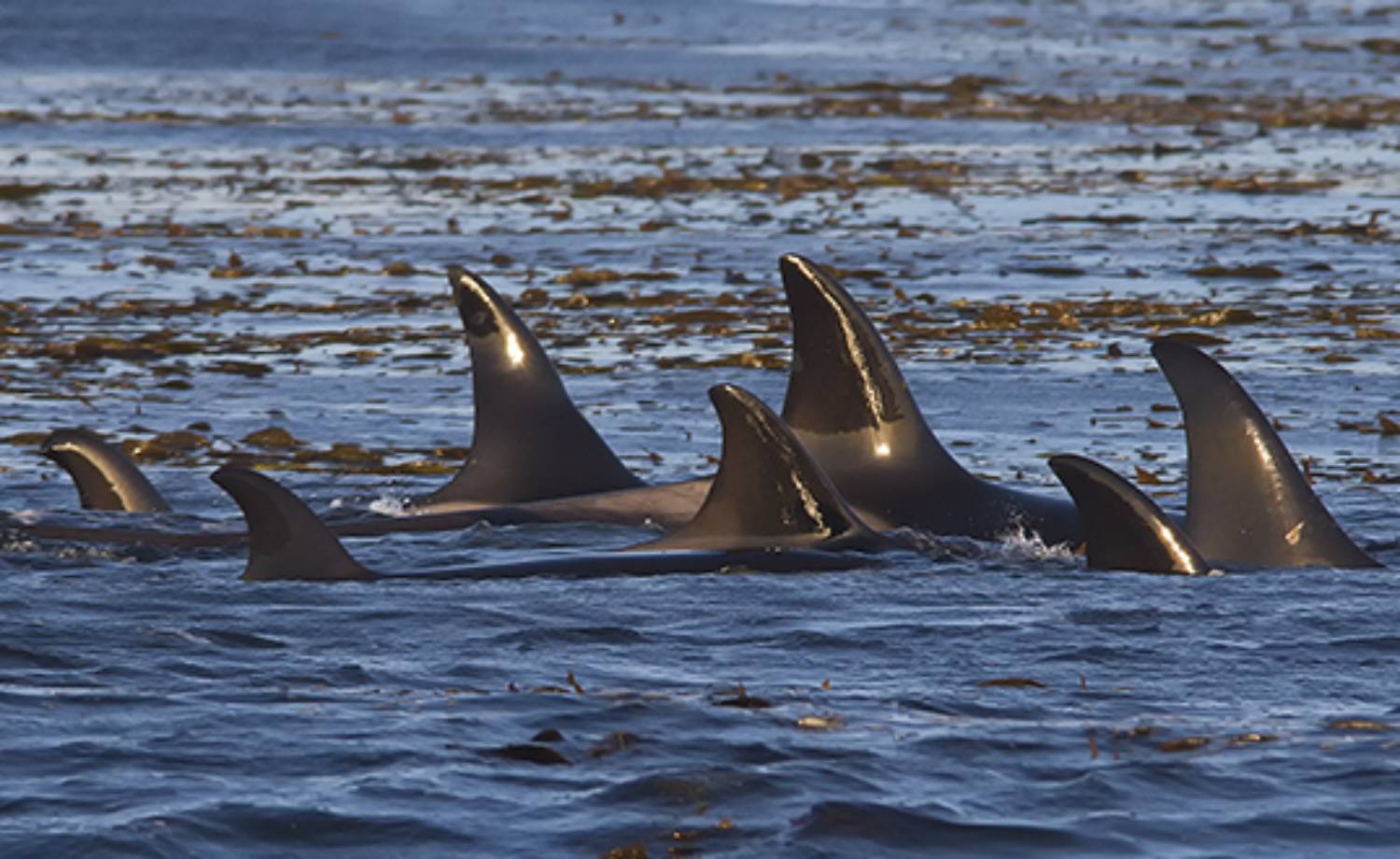 Groupe d'orques des Falklands Islands