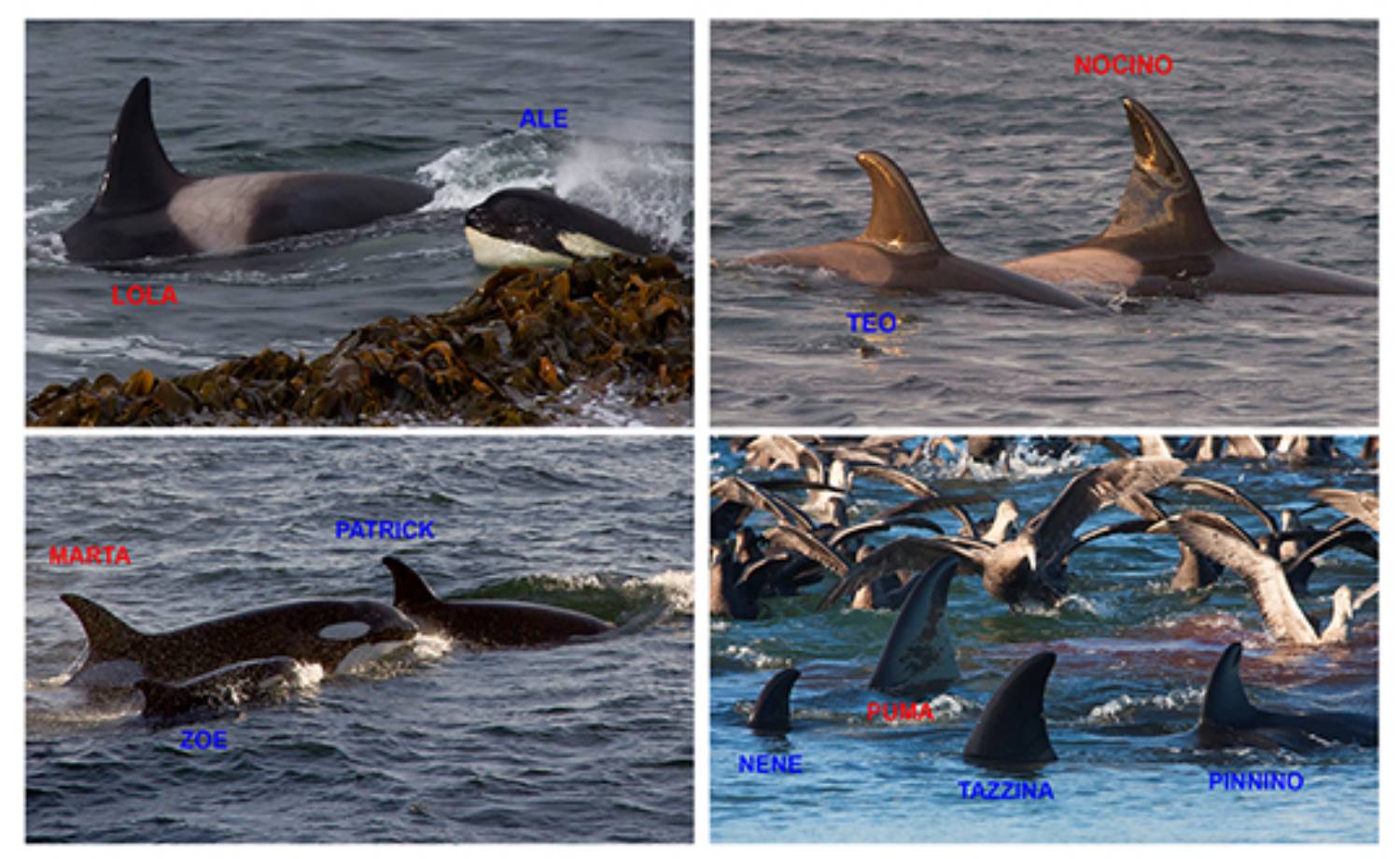 Mères et bébés orques dans les Falkland Islands