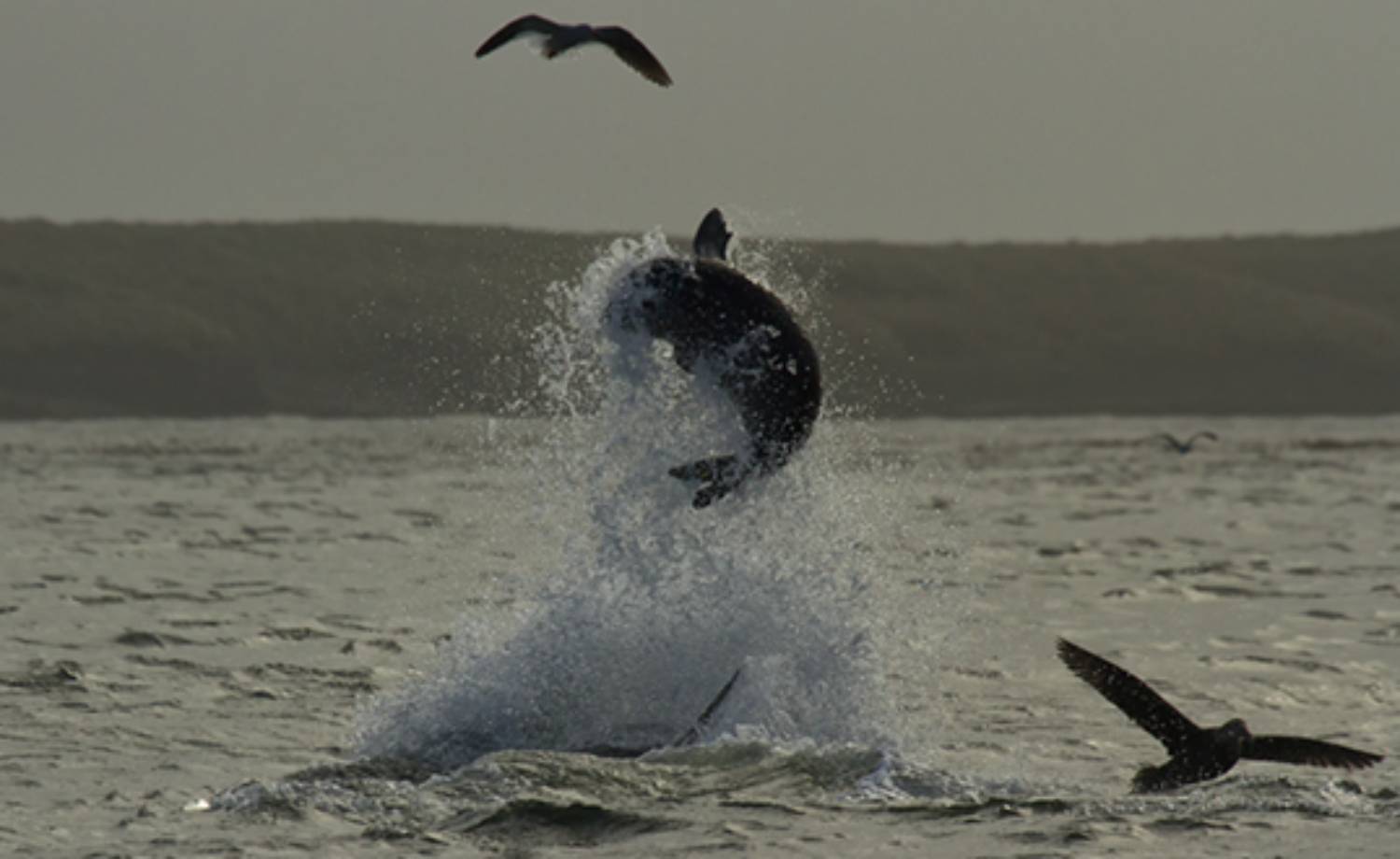 Prédation éléphant de mer par une orque des Falkland Islands