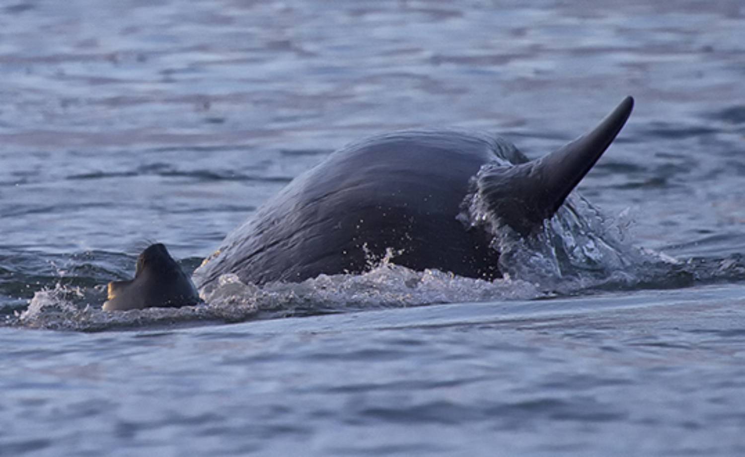 Prédation éléphant de mer par une orque des îles Malouines