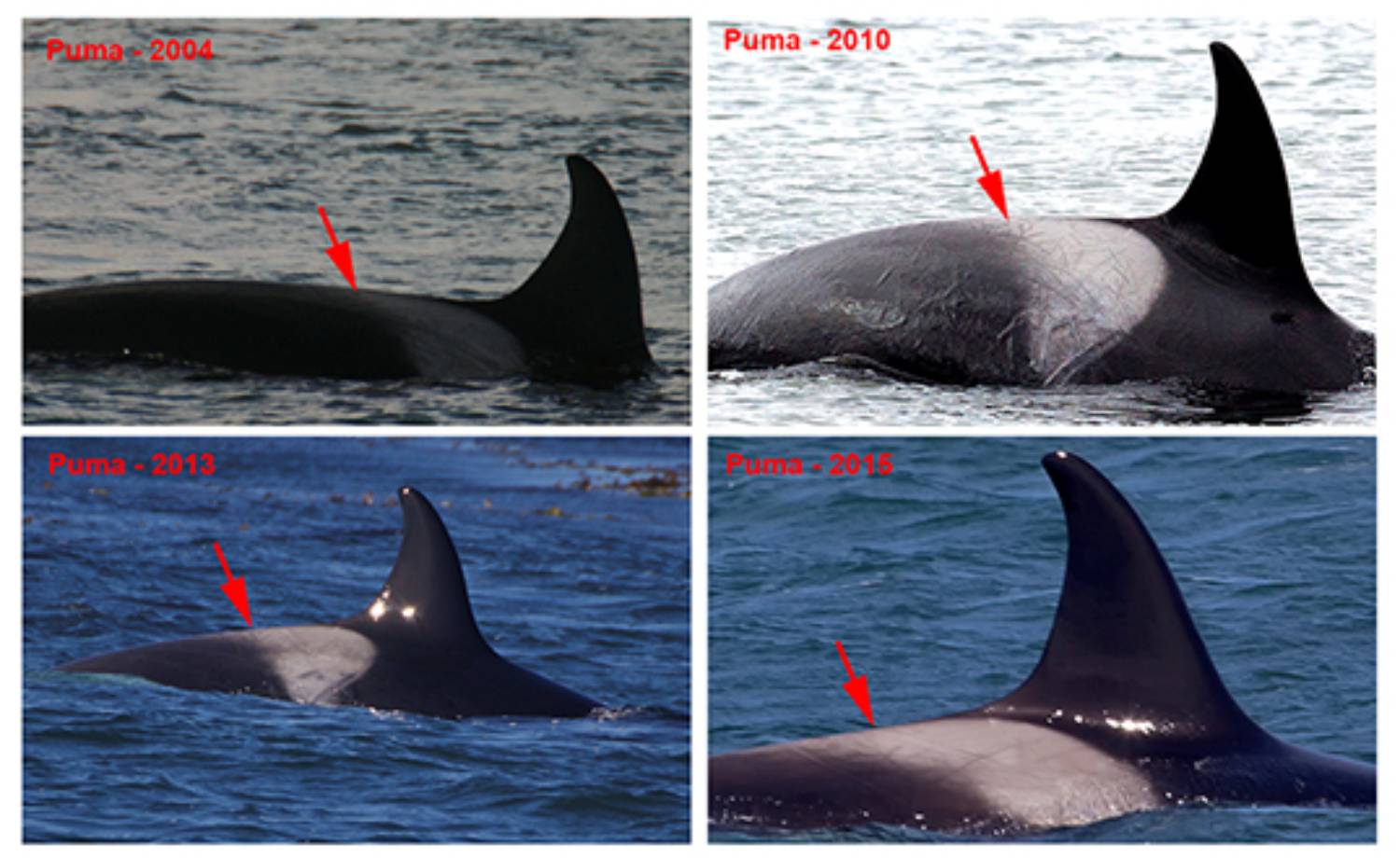 Puma, orque résidente des îles Malouines