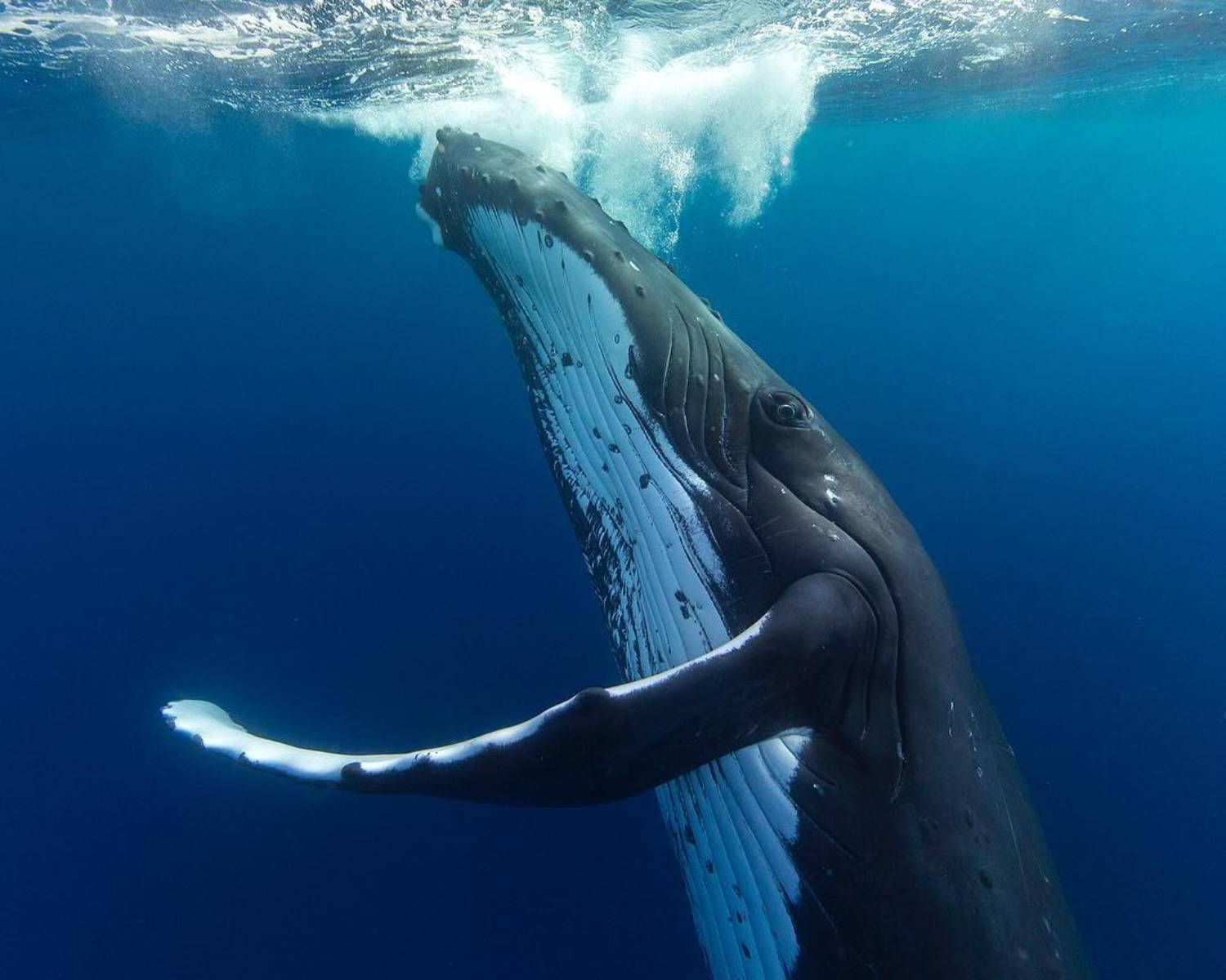 Baleine à bosse à la verticale