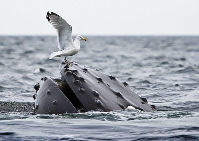 Que mange la baleine à bosse