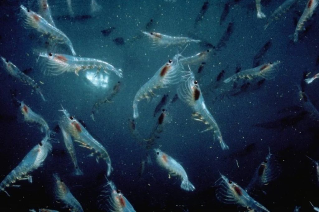 Que mange la baleine à bosse