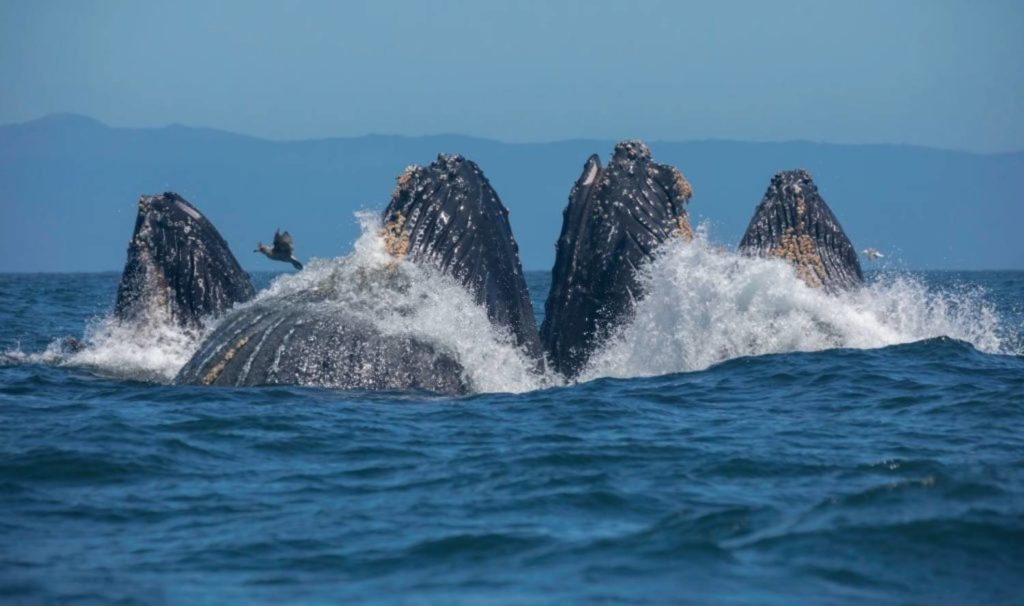 Que mange la baleine à bosse