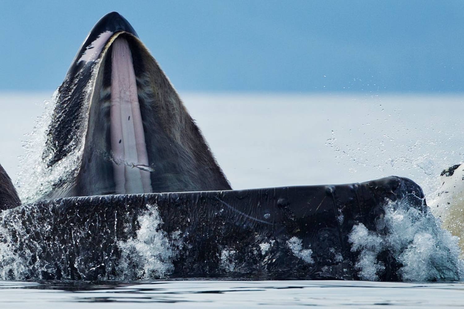 Les Poissons Favoris Que Mange La Baleine à Bosse