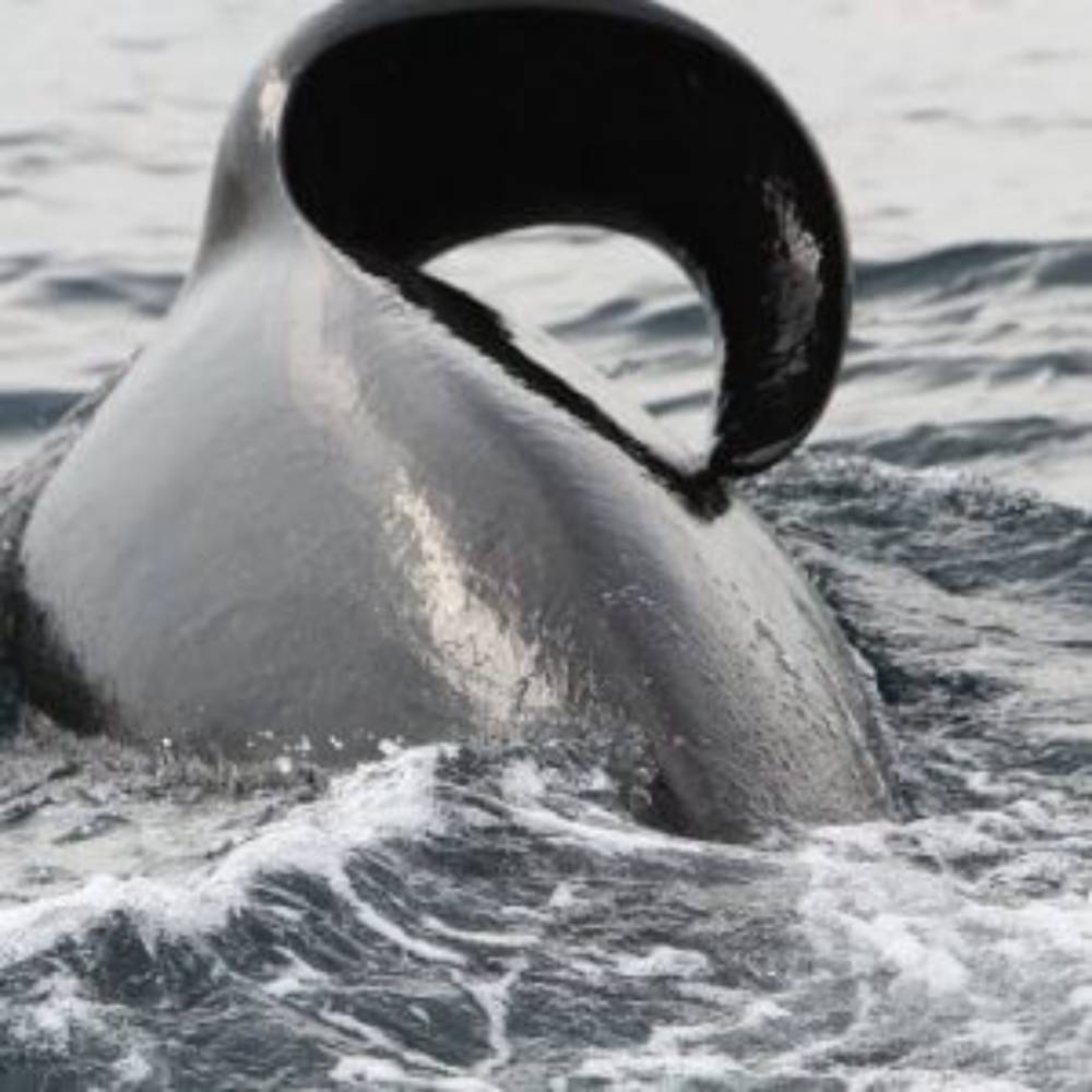 Aileron orque sauvage affaissé