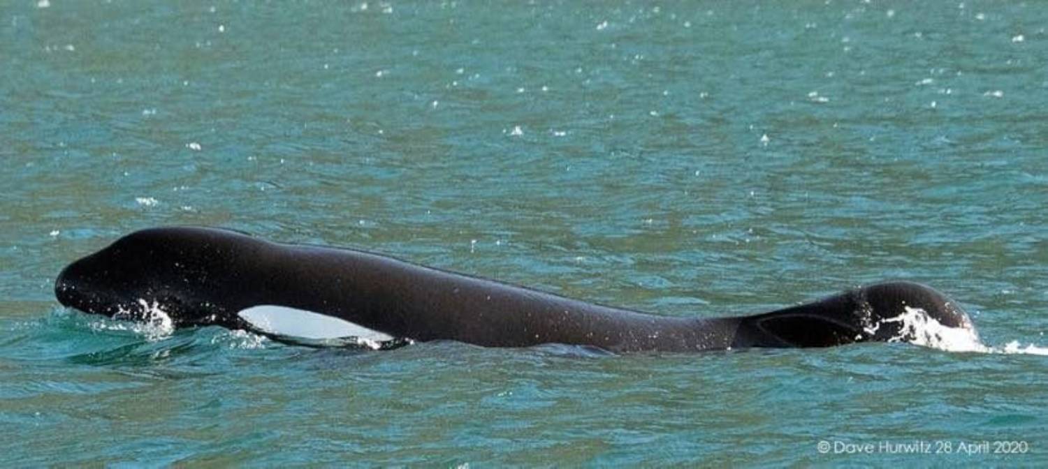 Aileron orque sauvage Bâbord