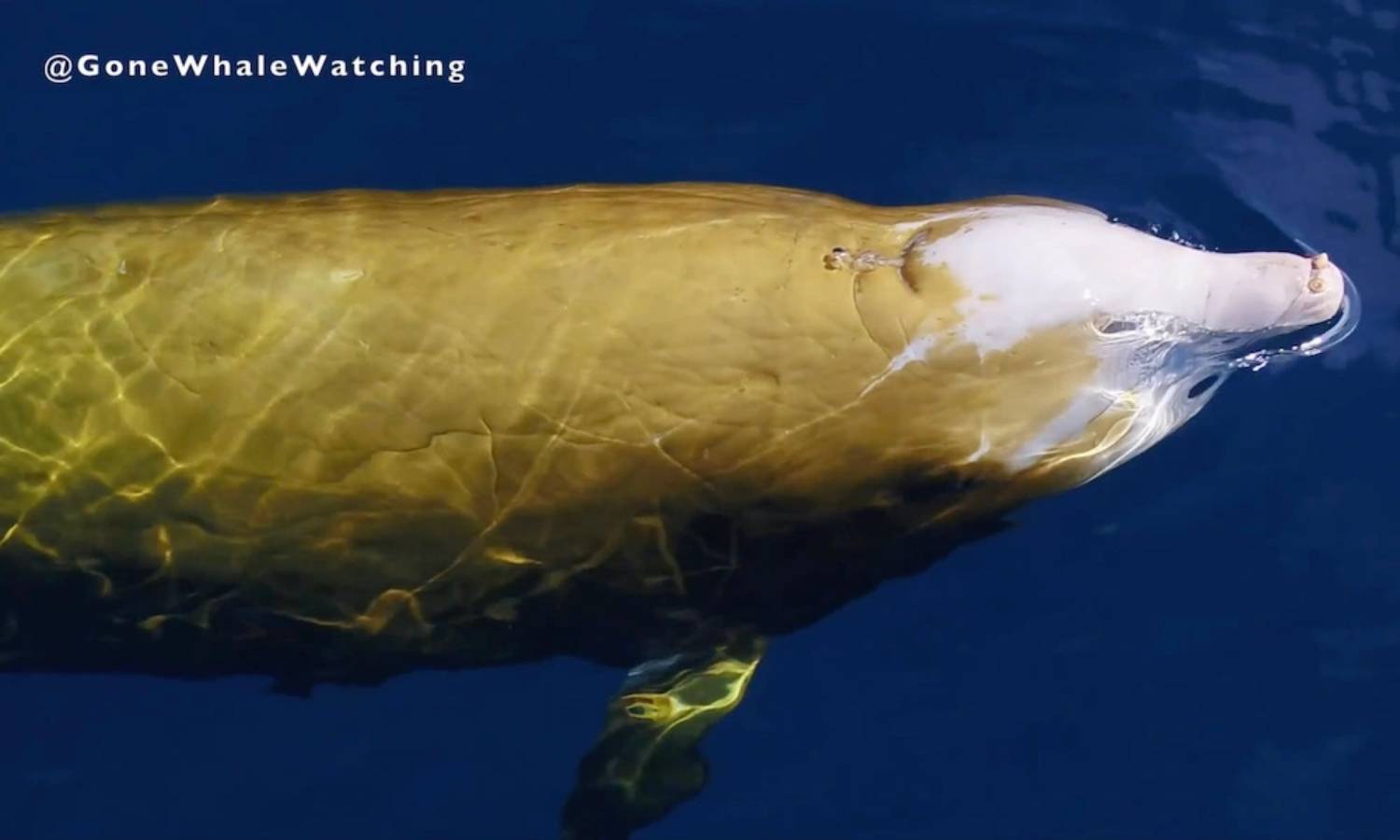La Vidéo Exceptionnelle D’une Baleine à Bec De Cuvier Jaune !