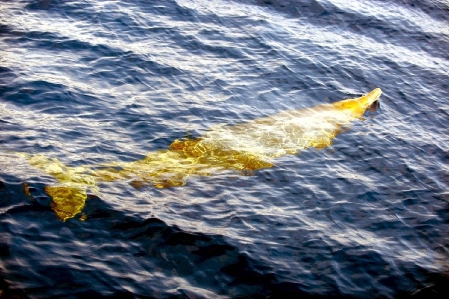 Baleine à bec jaune