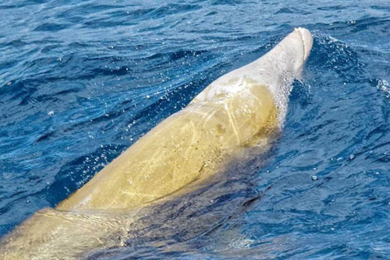 Baleine Cuvier jaune