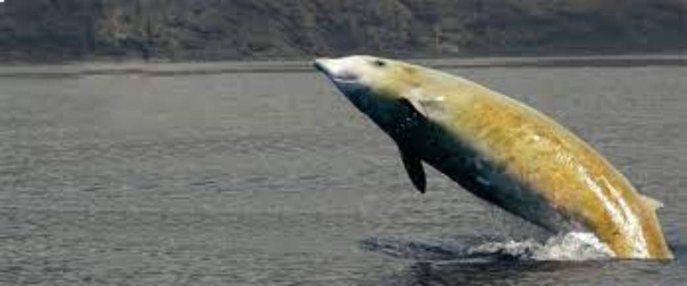 Brèche baleine à bec jaune