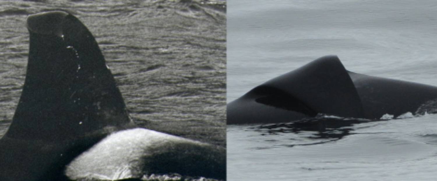 Comparaison aileron orque sauvage