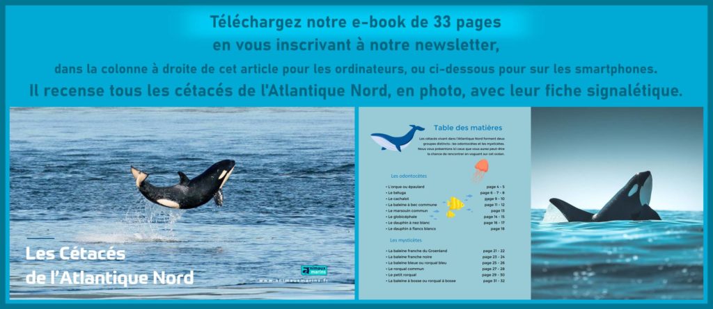 Baleine à Bosse : Tout Savoir Sur Megaptera Novaeangliae