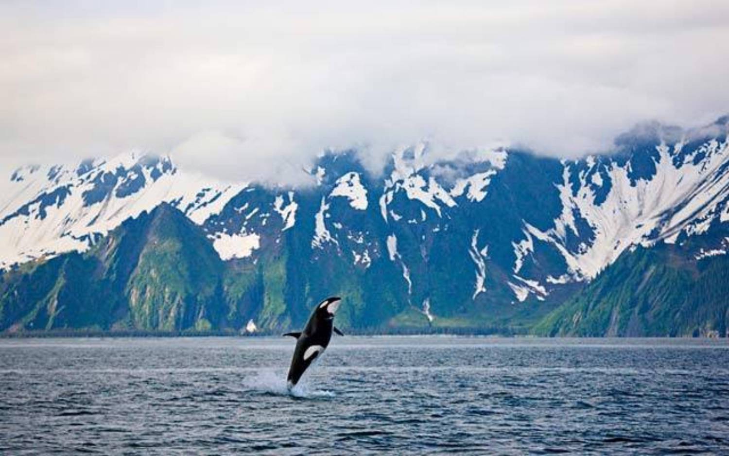 Brèche orque Islande