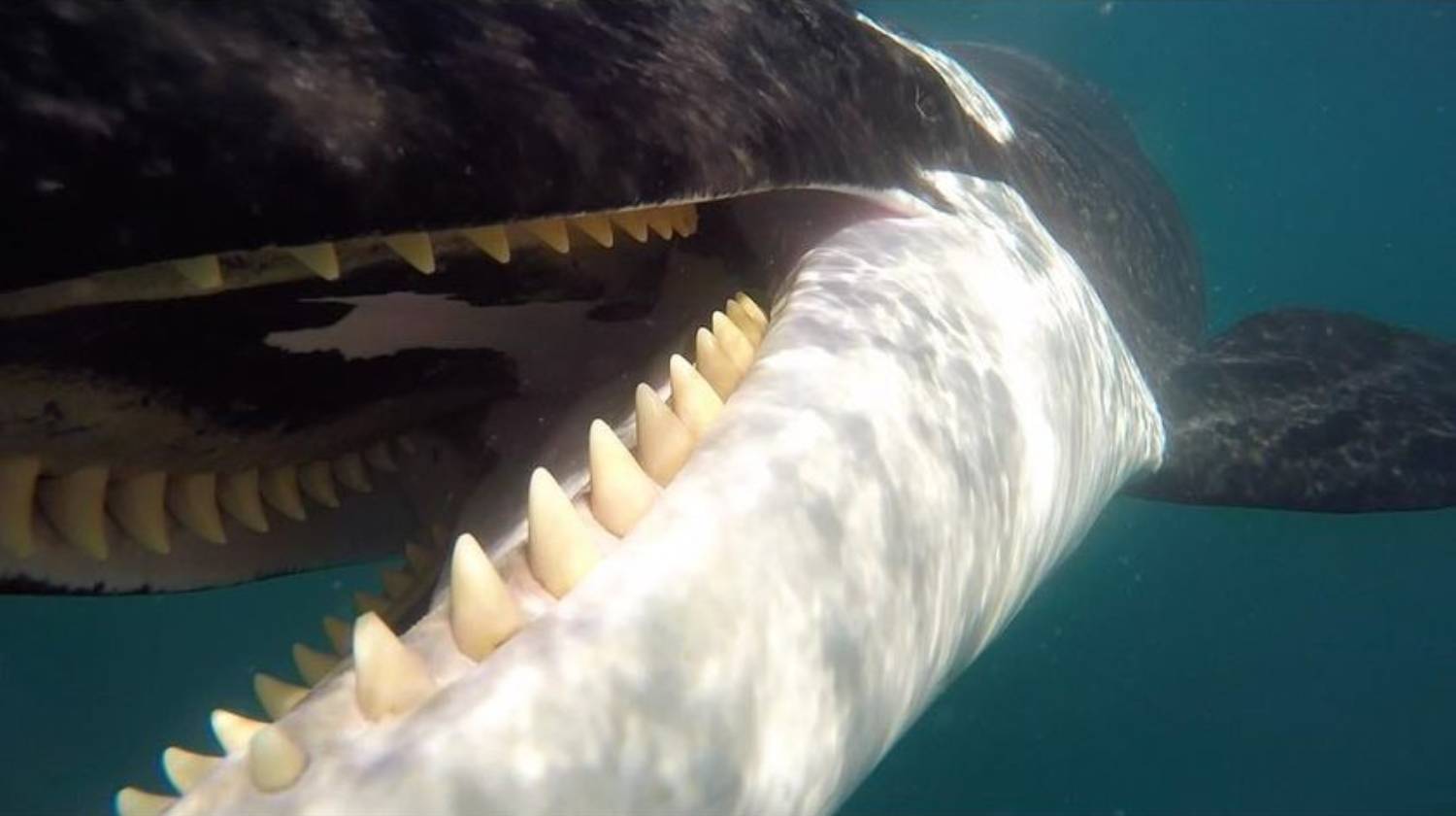 Gros plan dents orque