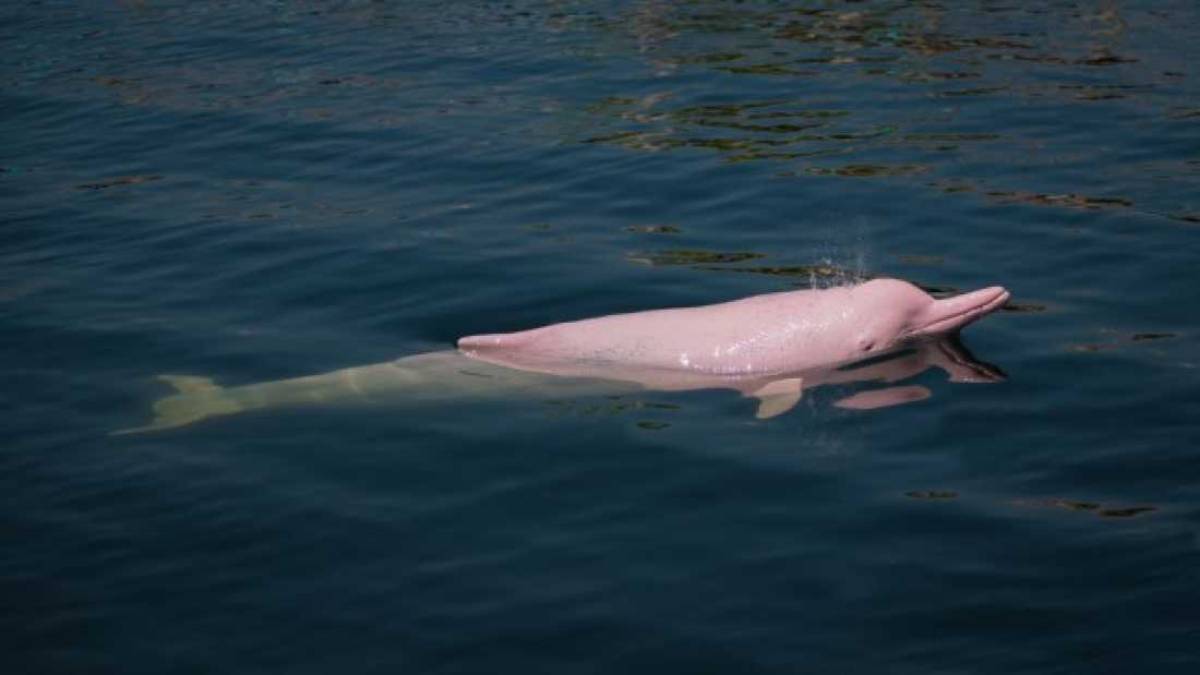 Louisiane dauphin rose femelle