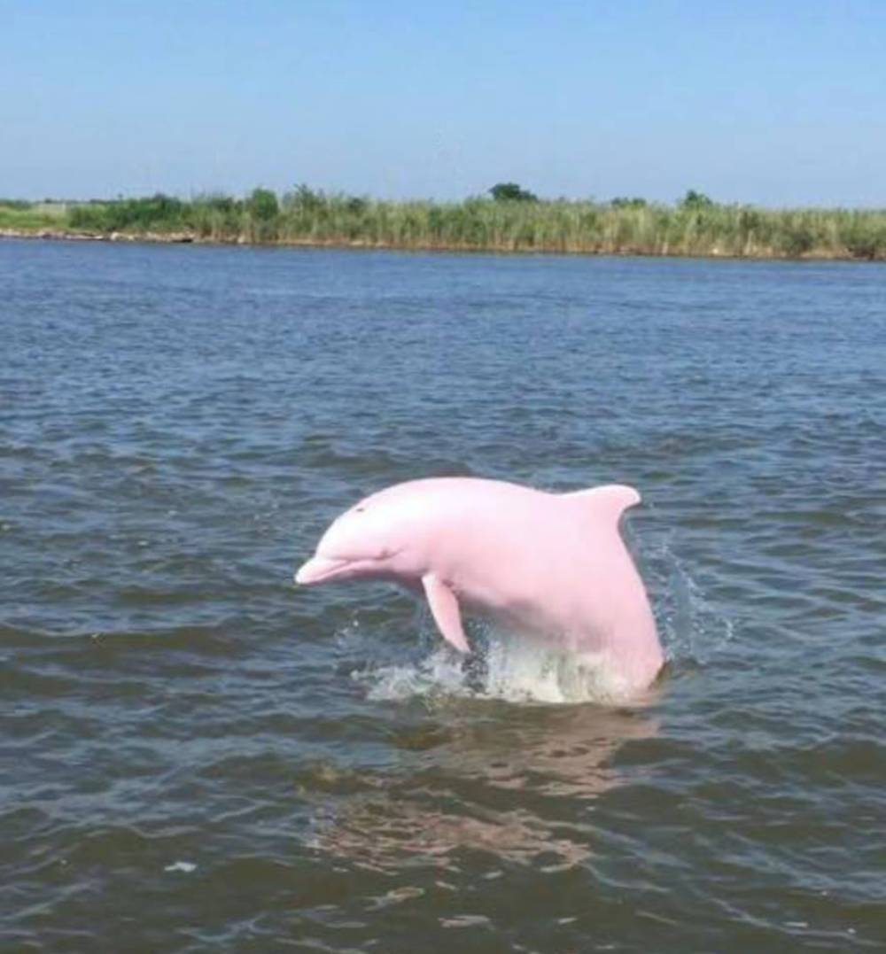 Louisiane dauphin rose