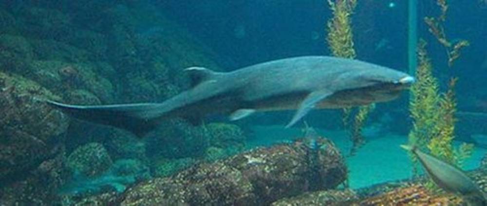Notorynchus cepedianus requin plat-nez