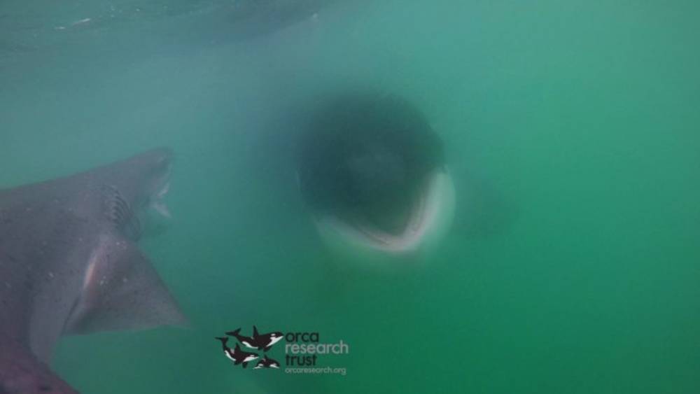 Une orque vs requin plat-nez