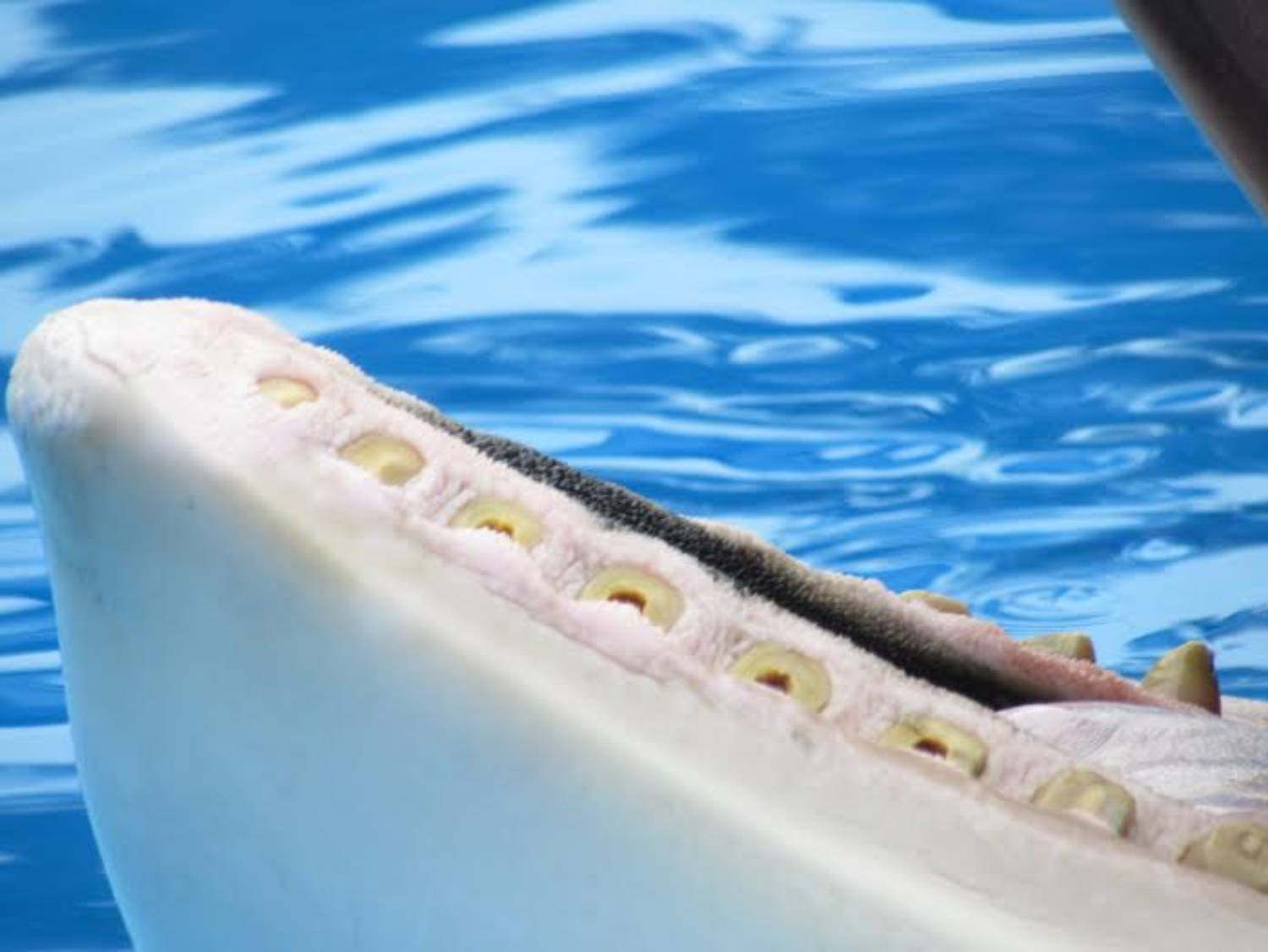Sourire de l'orque aux dents usées