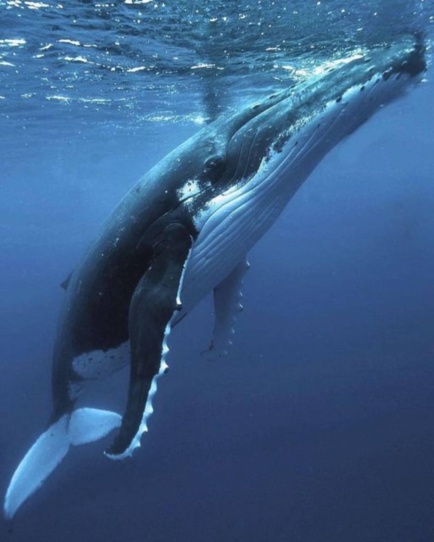 Thermorégulation baleine à bosse
