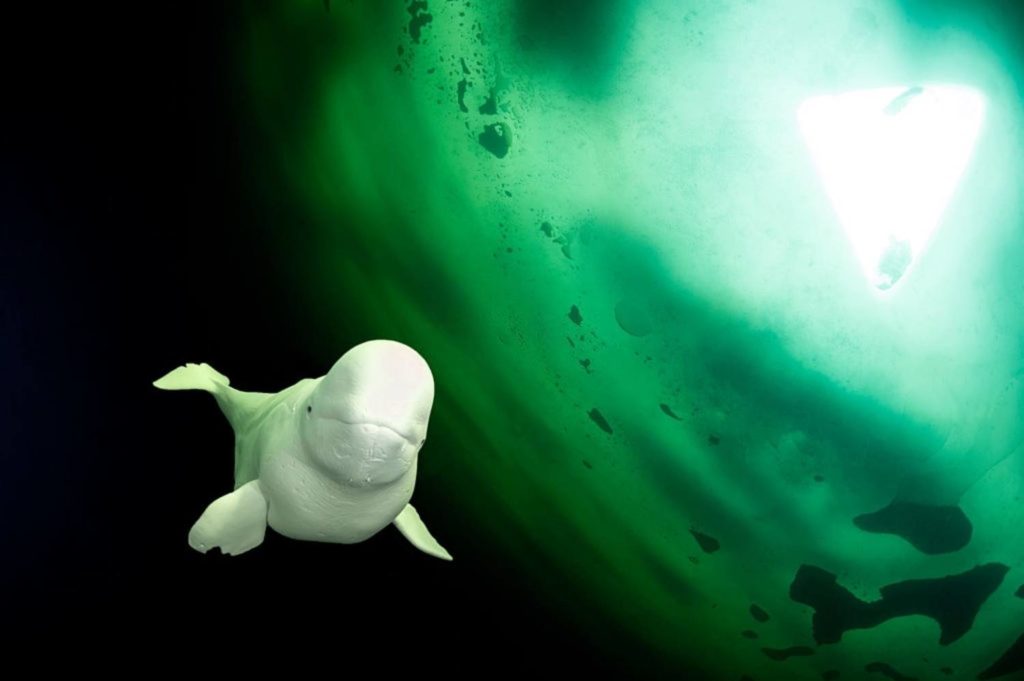 Biologie des mammifères marins