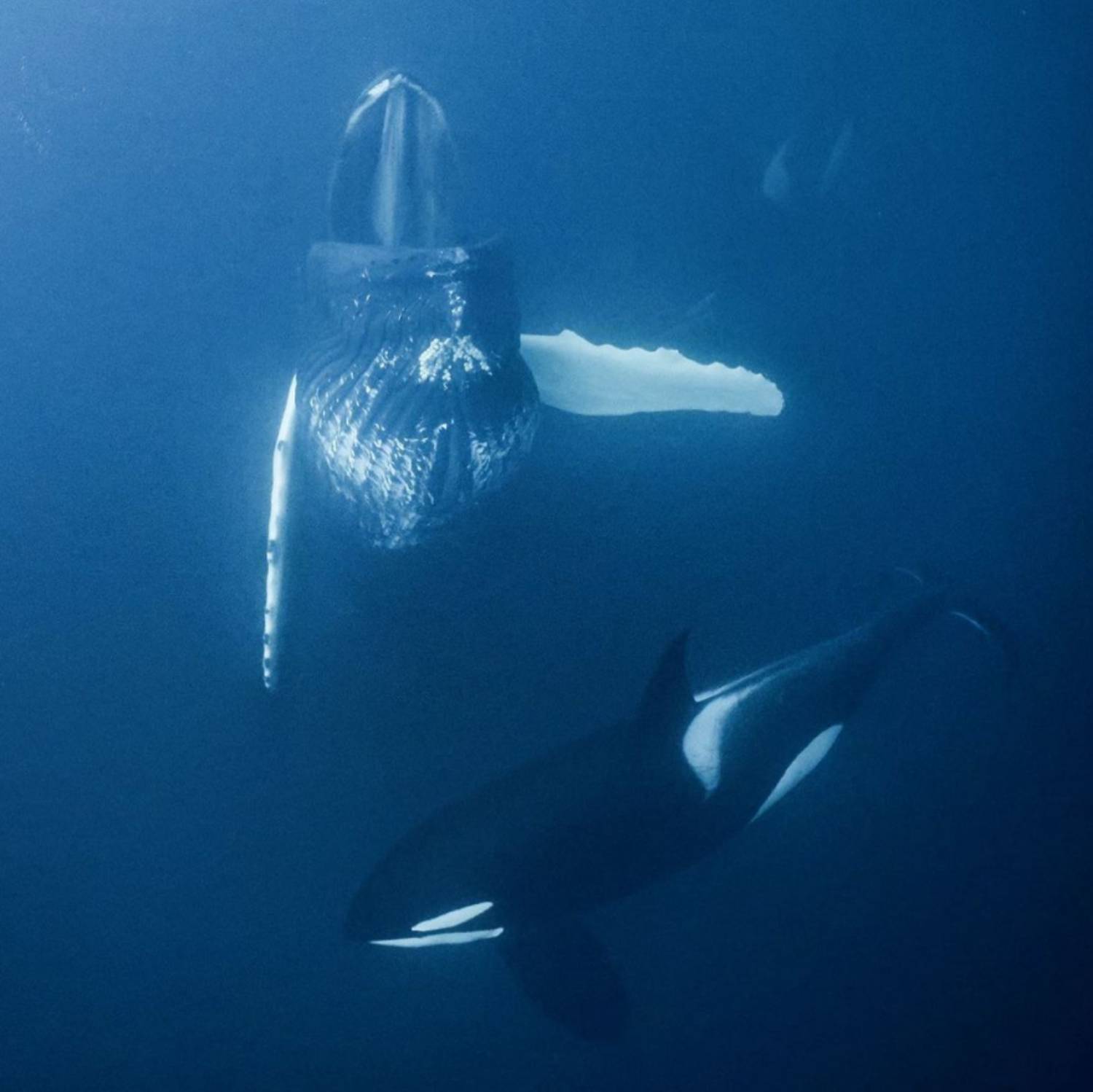 Baleine à bosse et orque Norvège