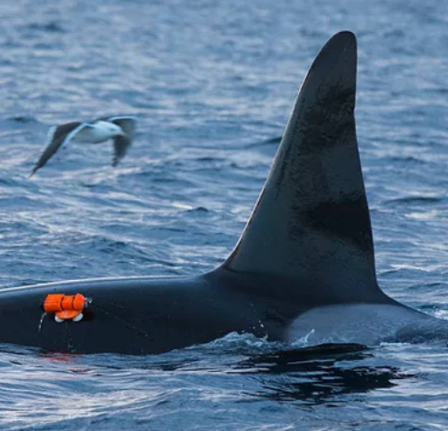 Balises et drones orque Norvège