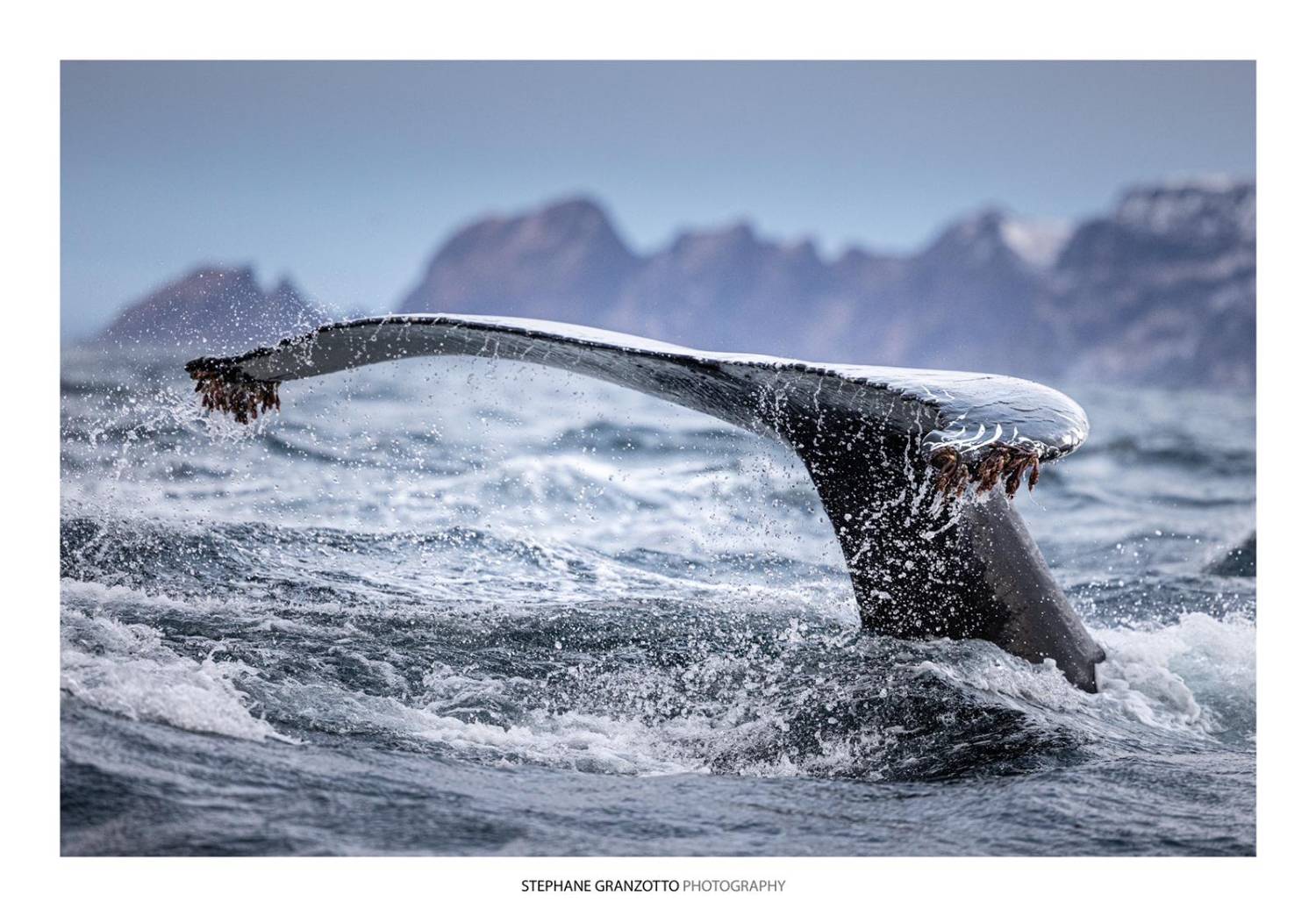 Caudale baleine à bosse Norvège