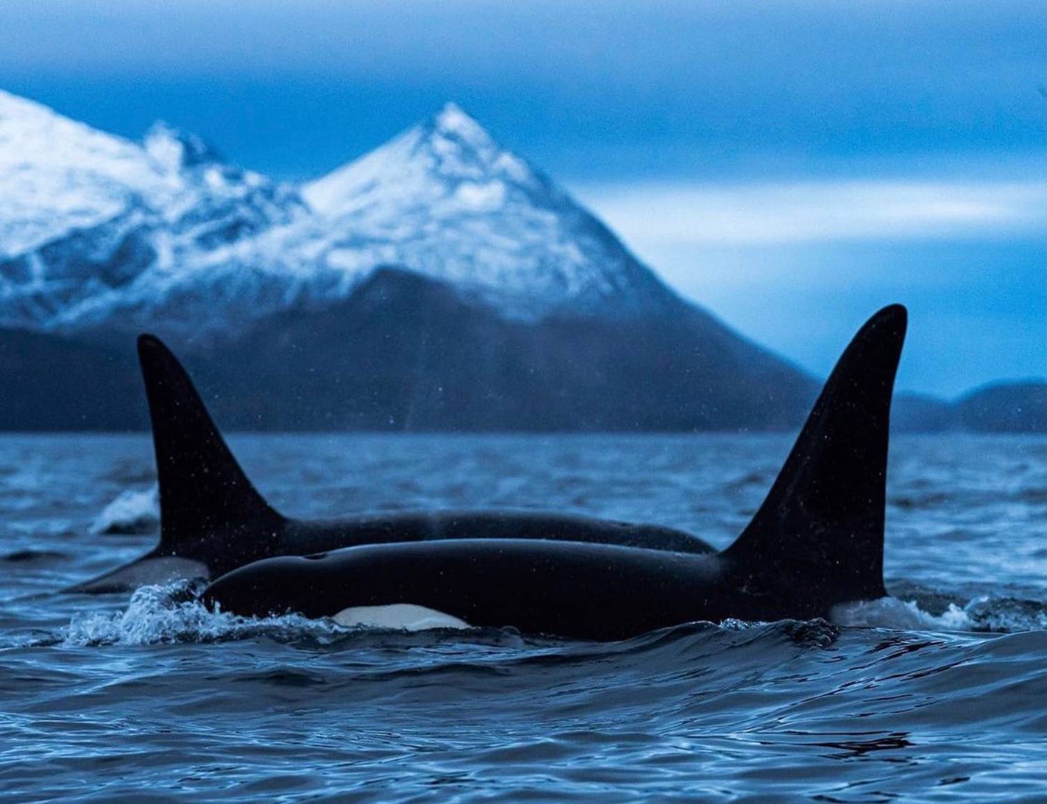 Dorsale orque Norvège