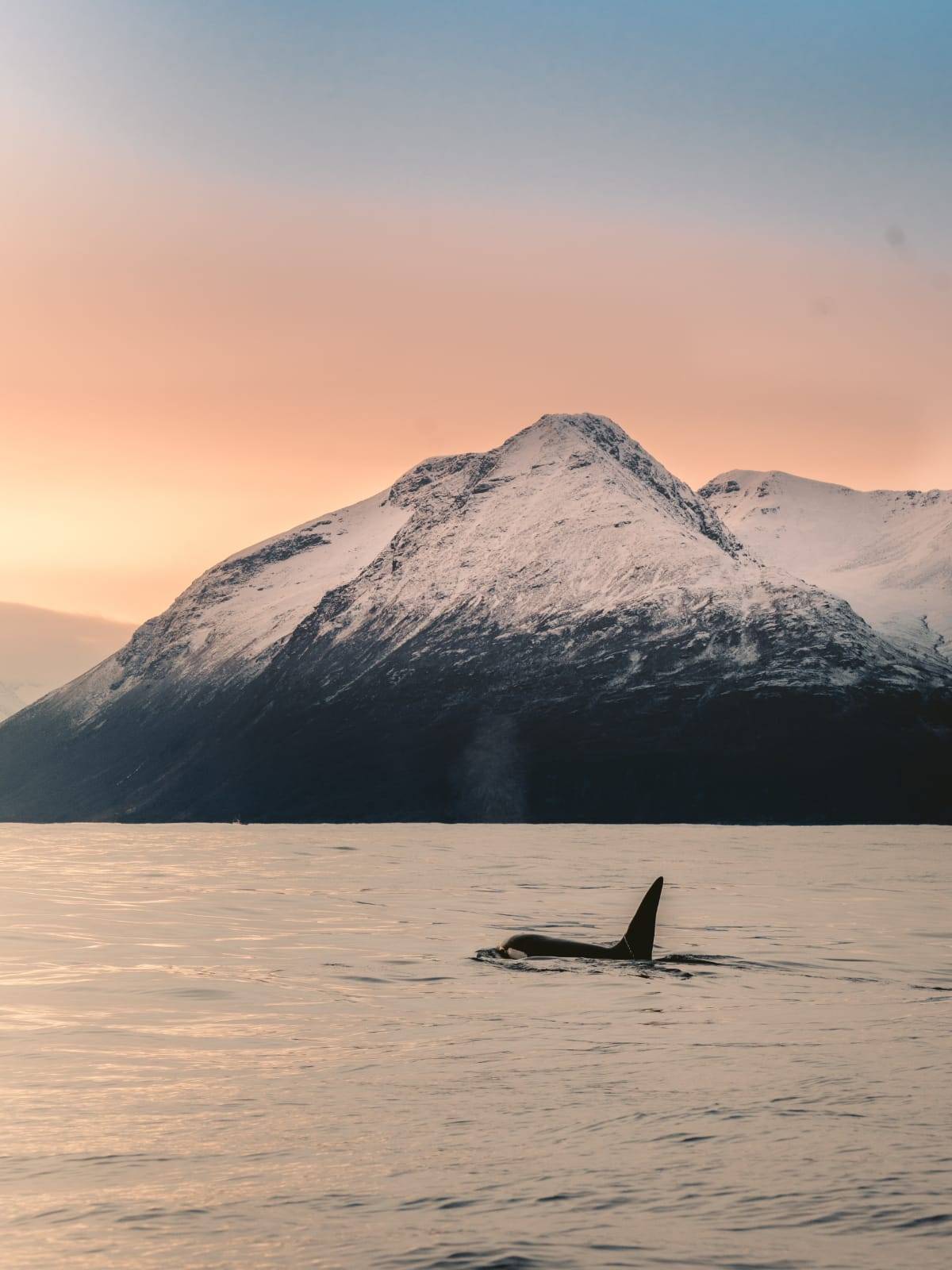 Fjord orque Norvège