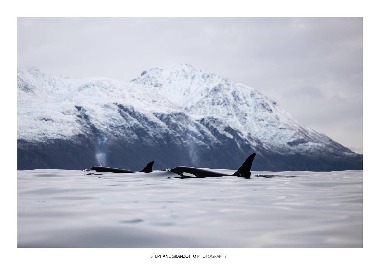 Mer d'huile orques Norvège