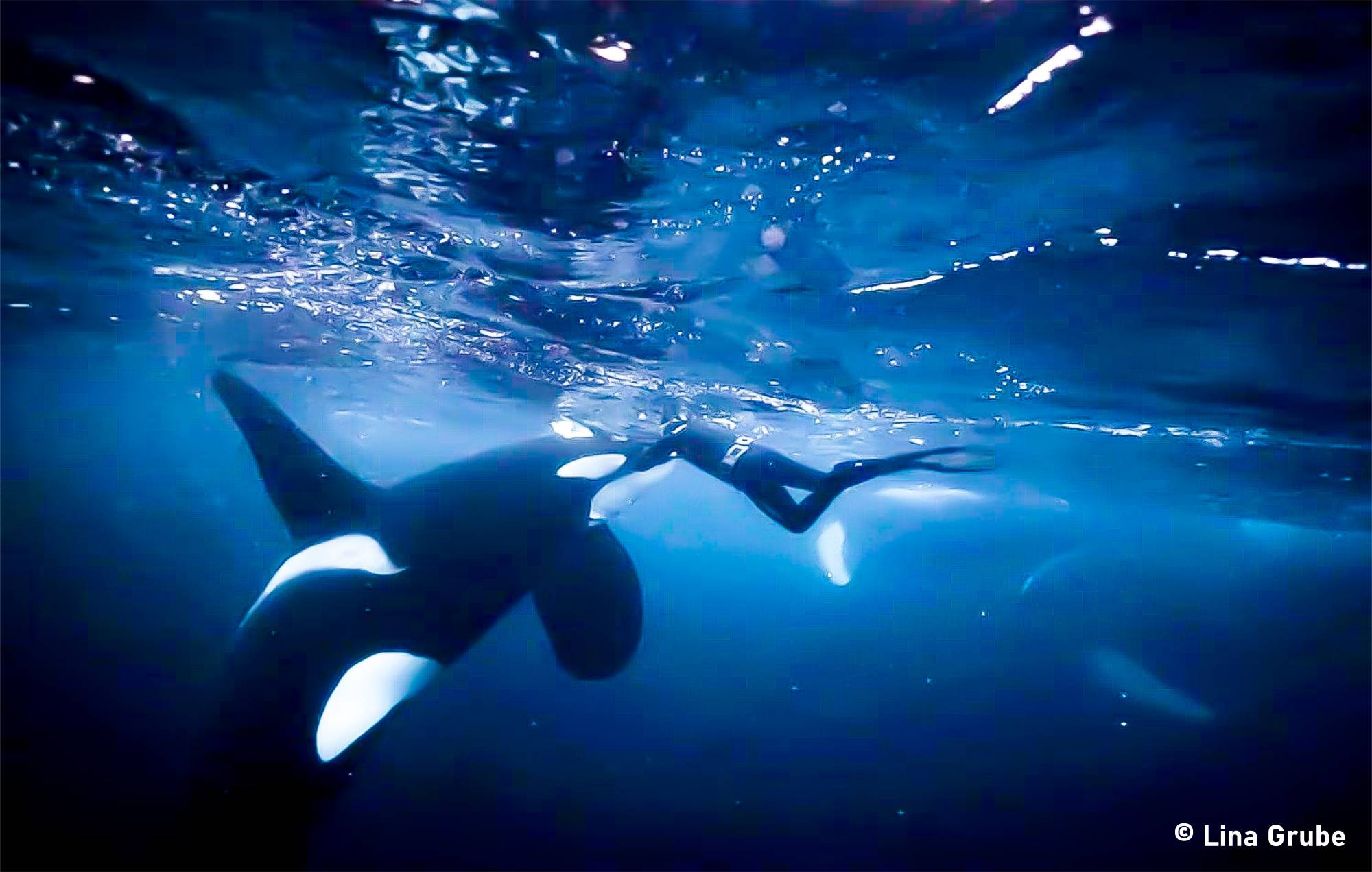 Nager Avec Orques De Norvège Et Baleines à Bosse