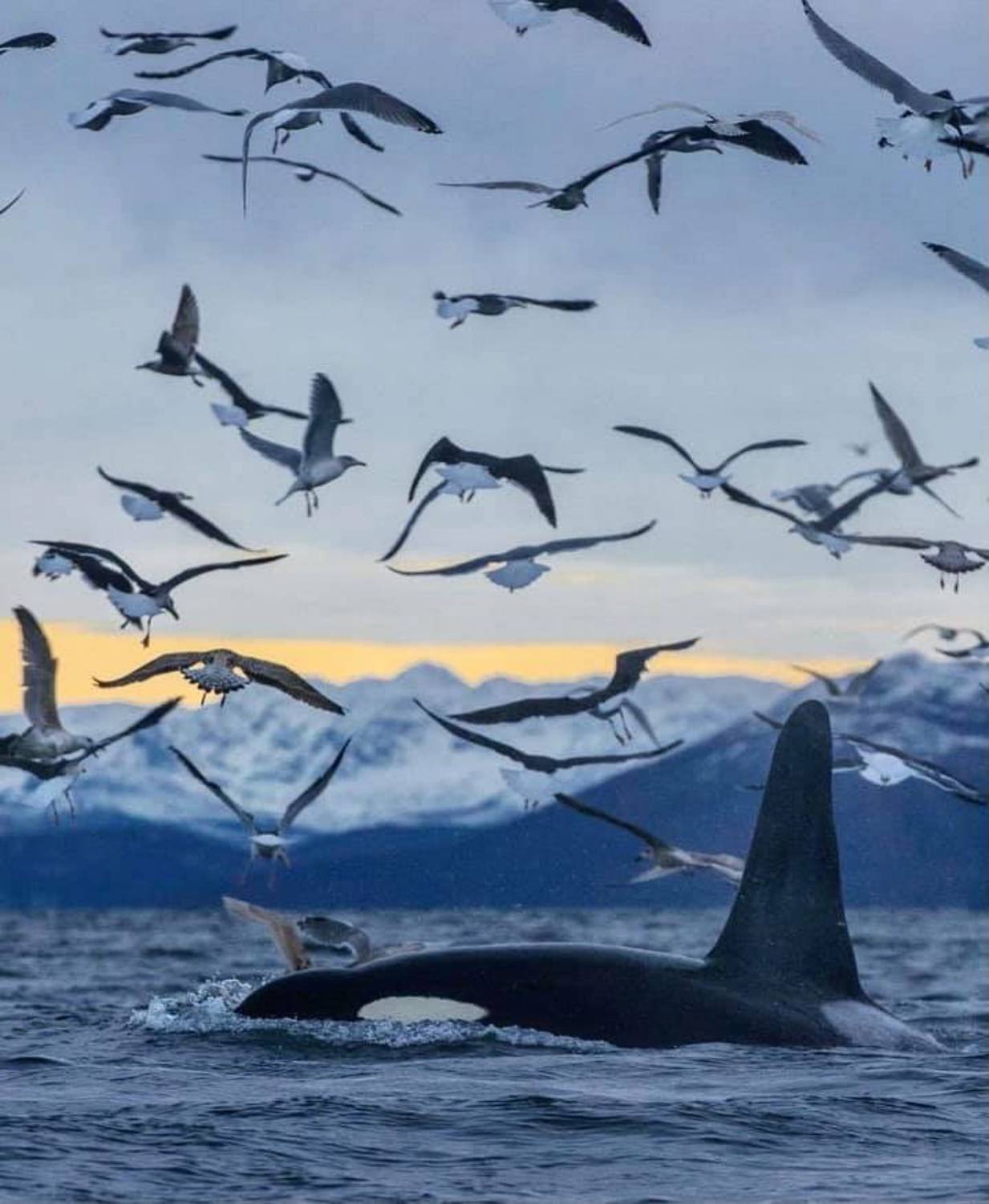 Norvège photo orque dorsale