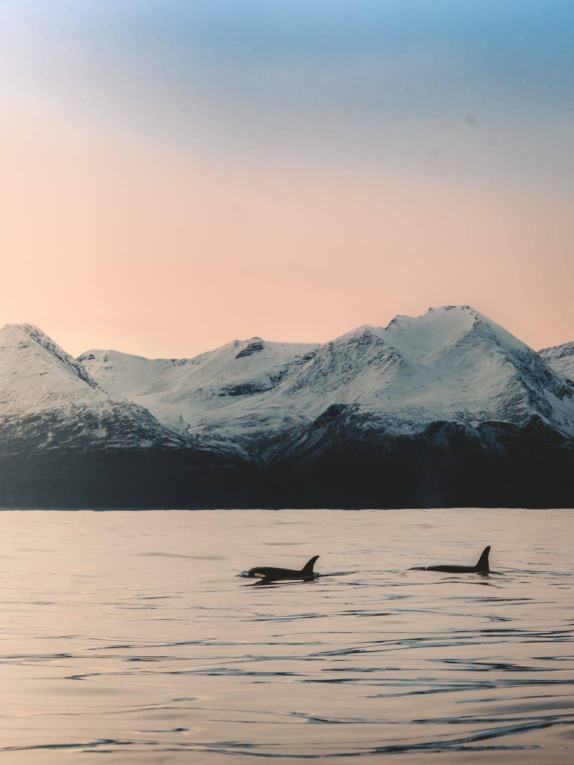 Orques Norvège mer d'huile