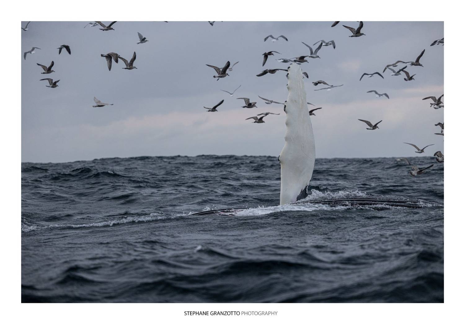 Pectorale baleine à bosse Norvège