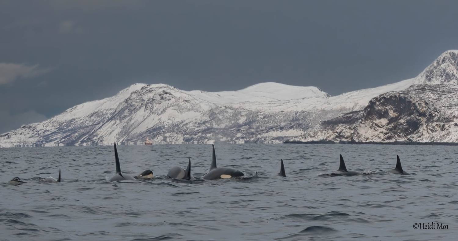Photo D’orque Norvège : L’identification Par Norwegian Orca Survey