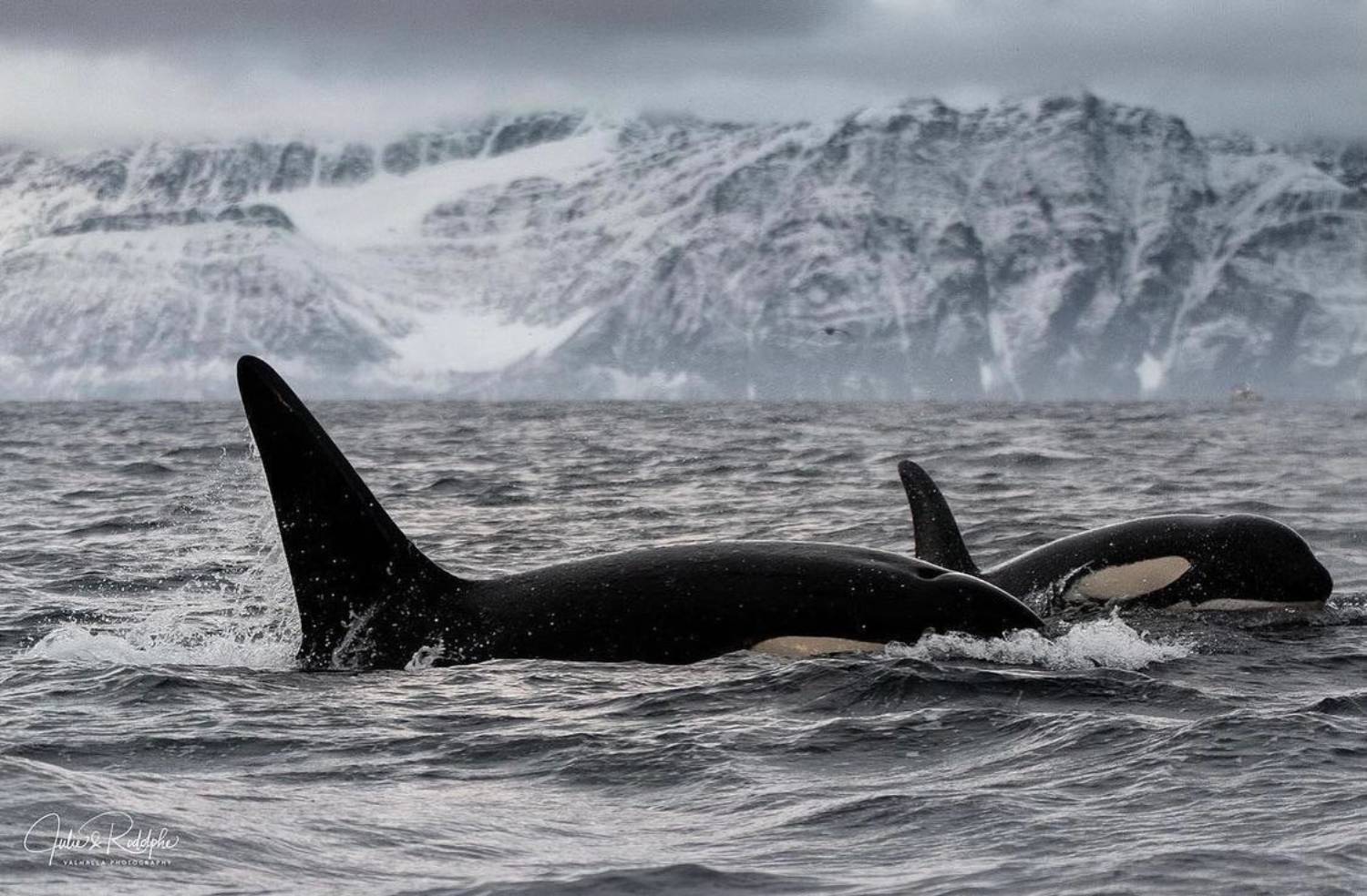 Photo orques dorsale Norvège
