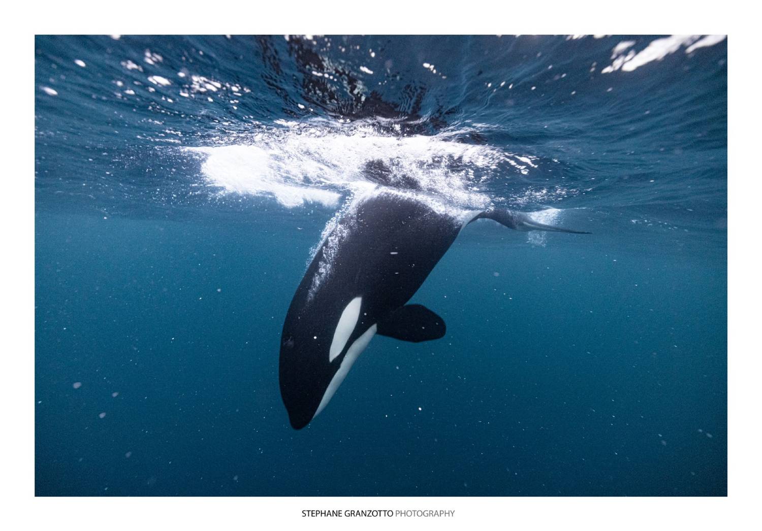 Plongée orque Norvège